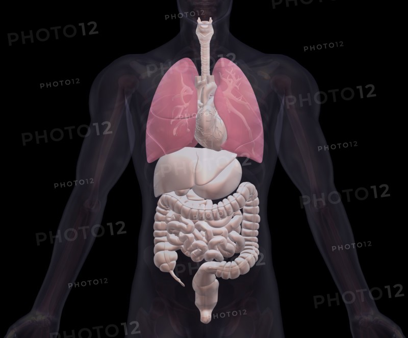 Biomedical illustration showing human internal organs. 
Photo : Calysta Images