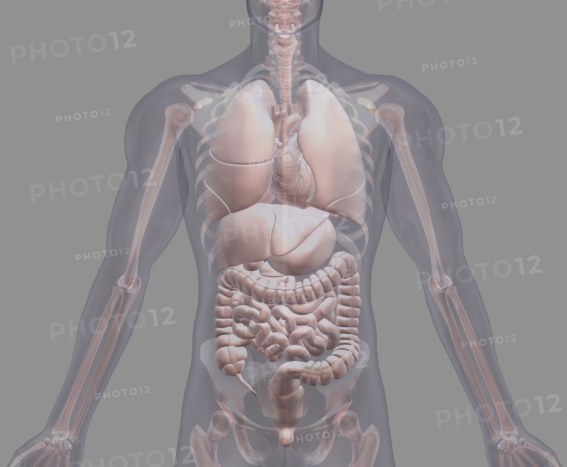 Biomedical illustration showing human internal organs. 
Photo : Calysta Images