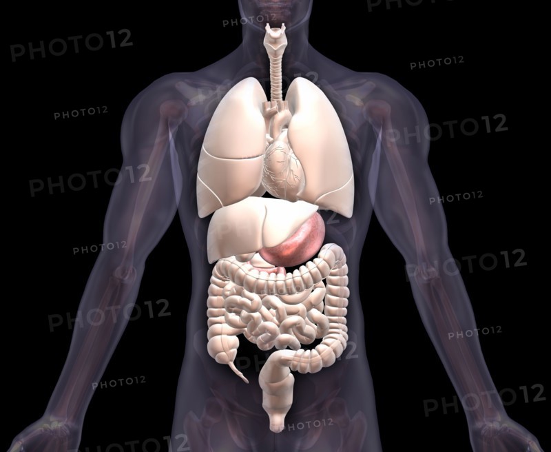 Biomedical illustration showing human internal organs . 
Photo : Calysta Images