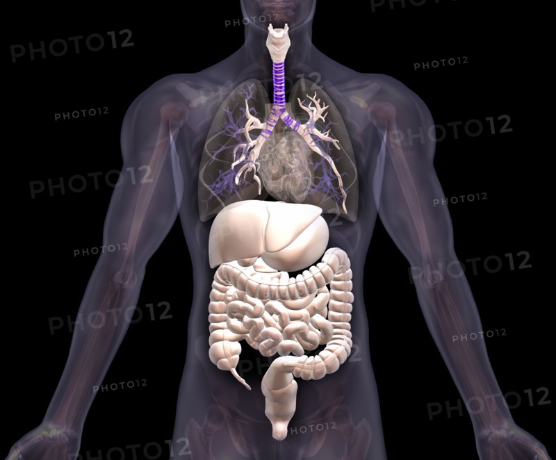 Biomedical illustration showing human internal organs . 
Photo : Calysta Images