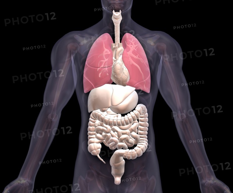 Biomedical illustration showing human internal organs with lungs indicated in red. 
Photo : Calysta Images