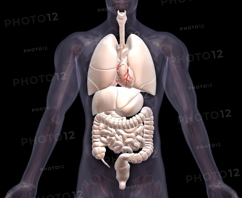 Biomedical illustration showing human internal organs . 
Photo : Calysta Images