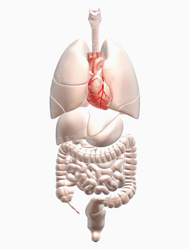 Biomedical illustration showing human internal organs with heart indicated in red. 
Photo: Calysta Images