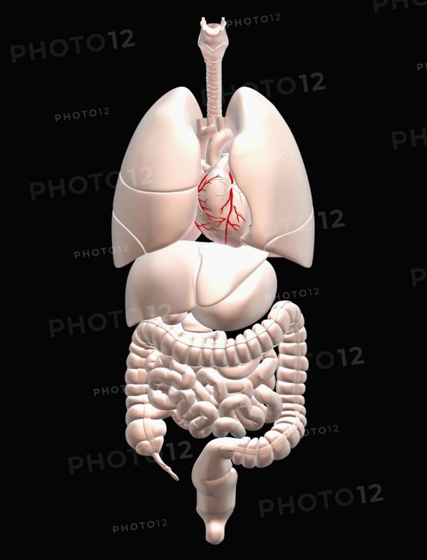 Biomedical illustration showing human internal organs . 
Photo : Calysta Images