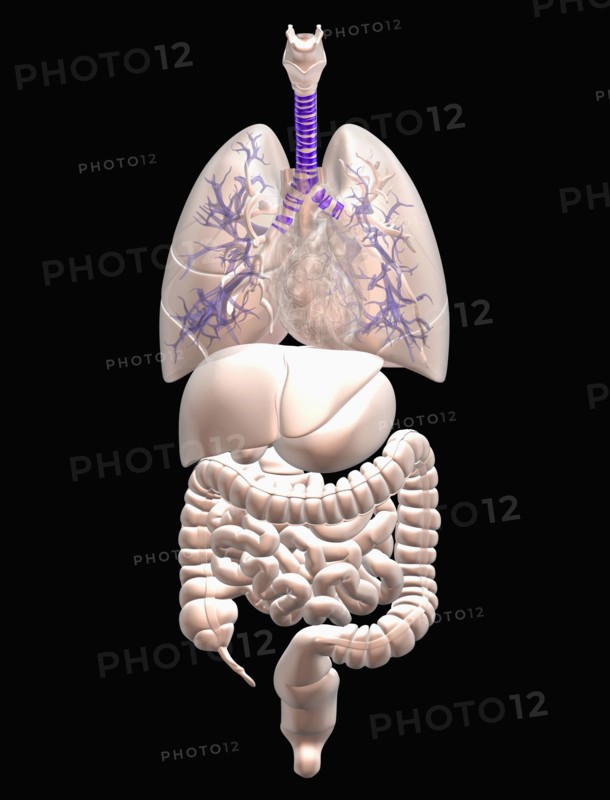 Digitally generated image of inner human organs. 
Photo : Calysta Images