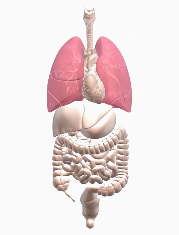 Digitally generated image of inner human organs. 
Photo: Calysta Images