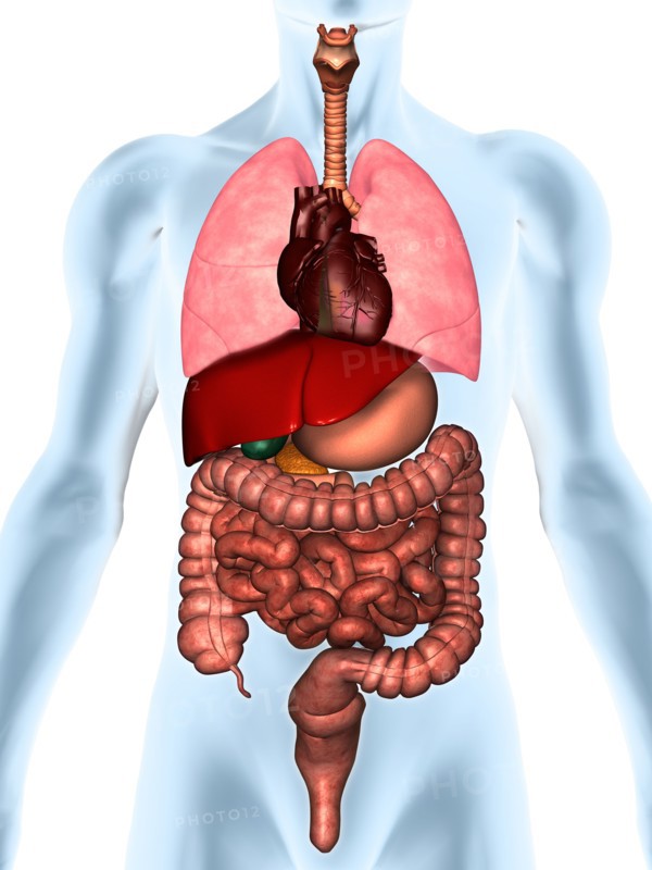 Digitally generated image of inner human organs. 
Photo: Calysta Images