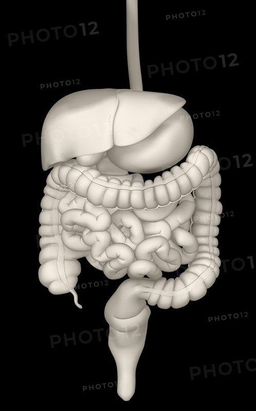 Digitally generated image of inner human organs. 
Photo : Calysta Images