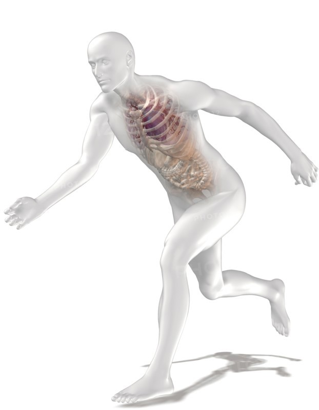 Digitally generated image of running human representation with inner human organs visible. 
Photo : Calysta Images