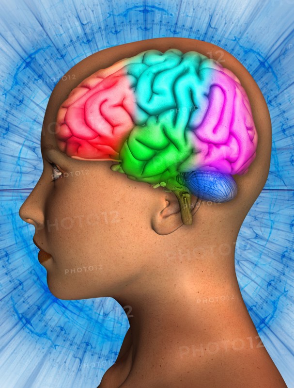 Digitally generated image of human head with inner human organs visible. 
Photo: Calysta Images