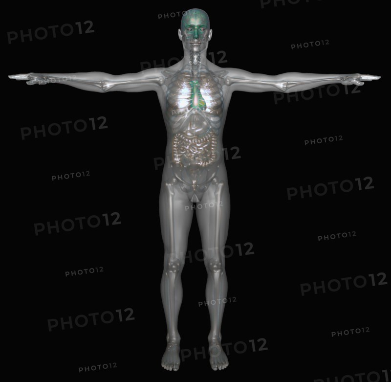 Digitally generated image of standing human representation with inner human organs visible. 
Photo : Calysta Images