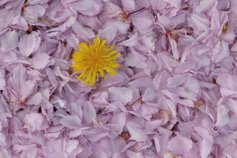 Studio shot of Sonchus flower head on rose petals. 
Photo : Calysta Images