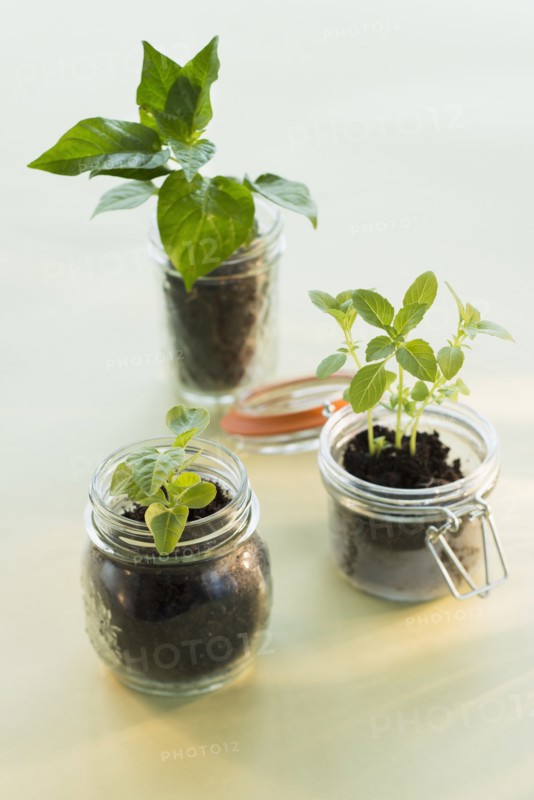 Studio shot of seedlings in jars.