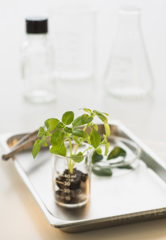 Seedling in beaker on tray.