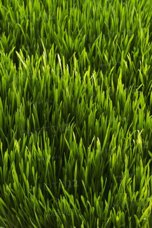 Close-up of green grass.