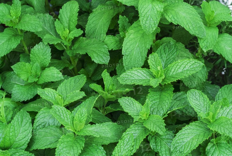 Fresh spearmint.