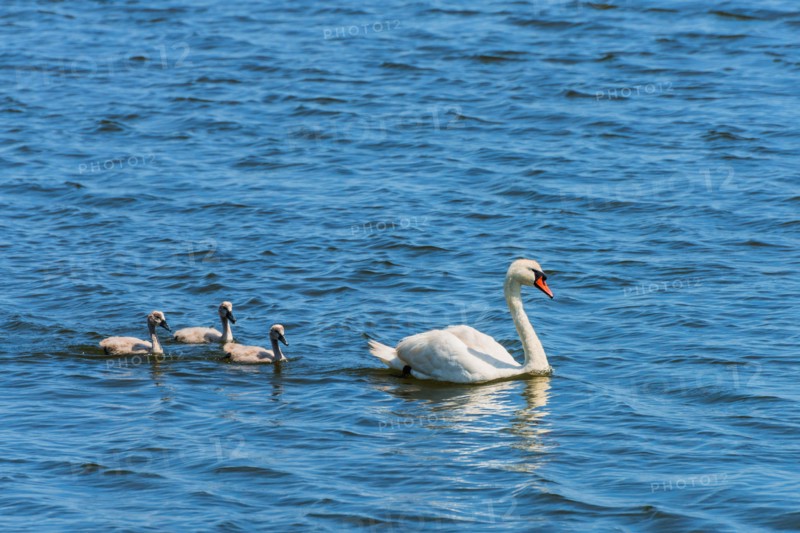 Female swan and chicks swimming in lake.
