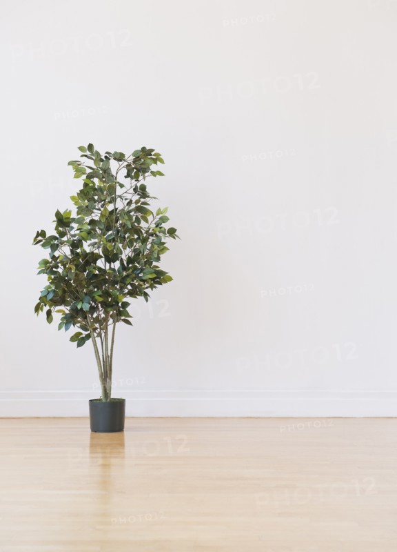 Studio shot of potted plant. Photo : Daniel Grill