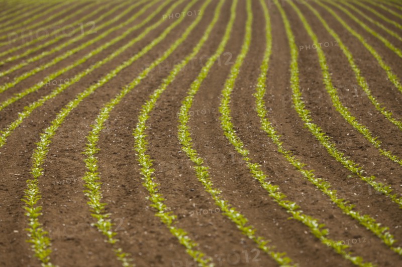 France, Rocroi, Field with sprouting corn. Photo: Mike Kemp