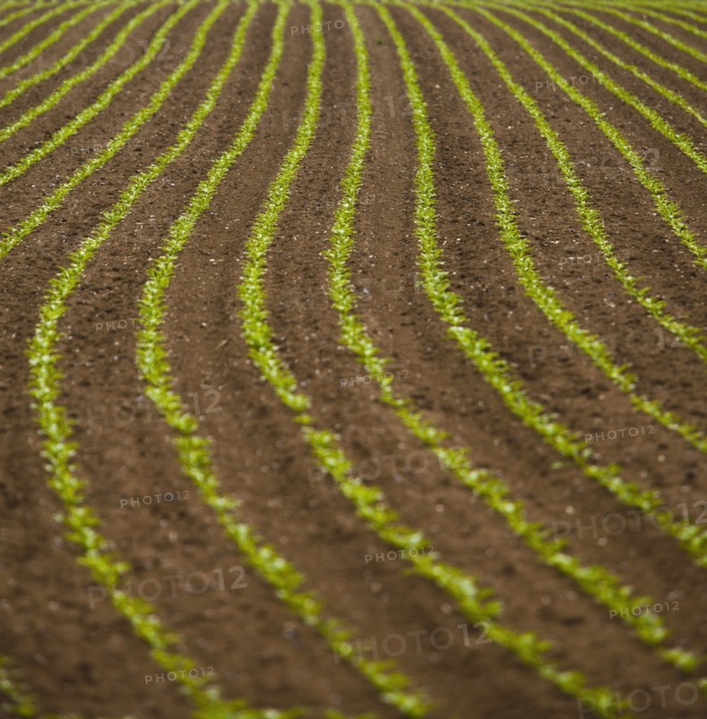 France, Rocroi, Field with growing vegetables. Photo : Mike Kemp