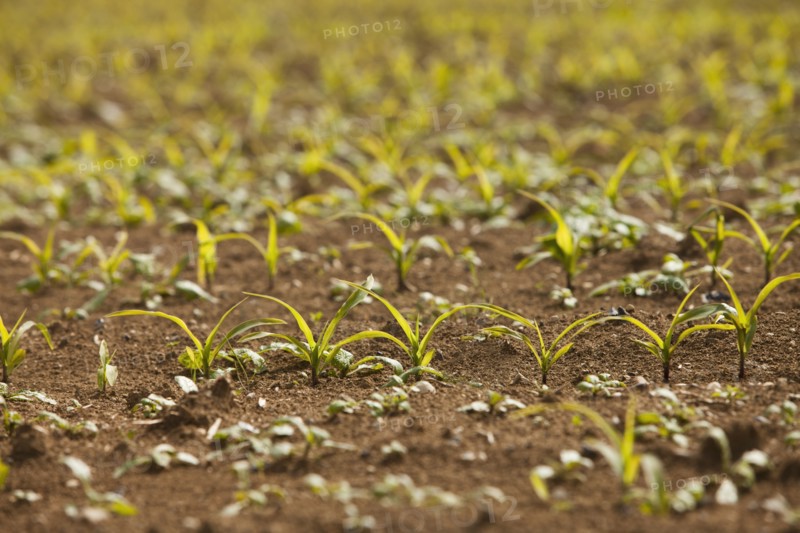 Close-up of sprouting corn. Photo : Mike Kemp