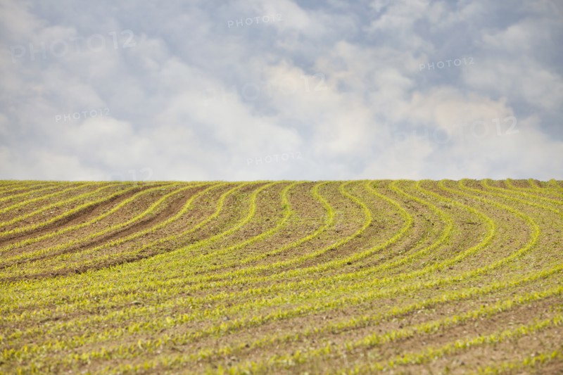 France, Rocroi, Field with sprouting croon. Photo : Mike Kemp