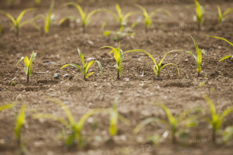 Close-up of sprouting corn. Photo : Mike Kemp