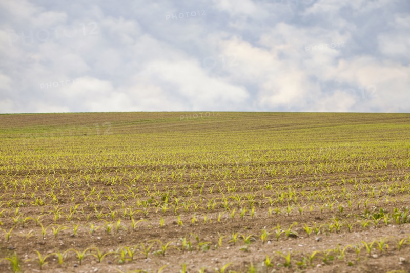 France, Rocroi, Field with sprouting corn. Photo : Mike Kemp
