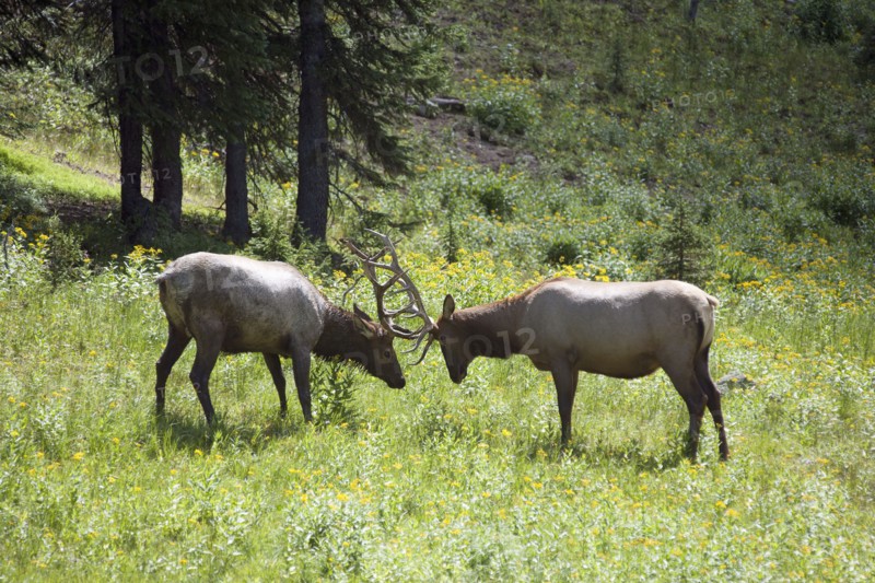 USA, Colorado, Rocky Mountains National Park, Two stags fighting. Photo : Mark de Leeuw