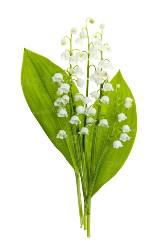Lily of the valley, studio shot. Photo : Elena Elisseeva