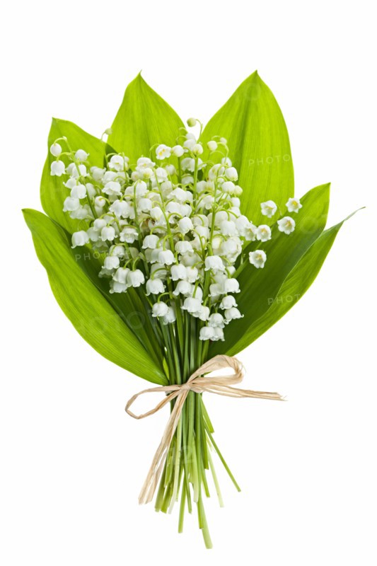 Lily of the valley, studio shot. Photo: Elena Elisseeva