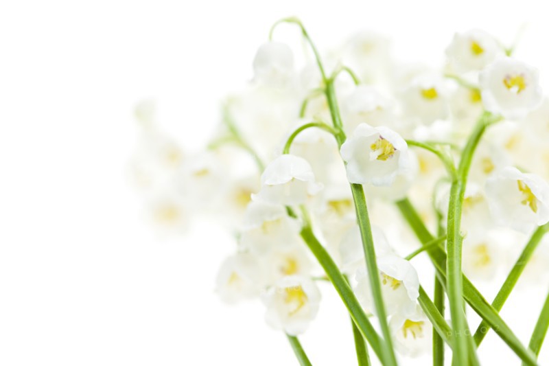 Lily of the valley, studio shot. Photo: Elena Elisseeva