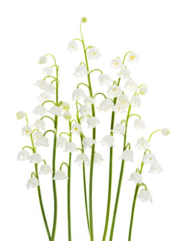 Lily of the valley, studio shot. Photo: Elena Elisseeva
