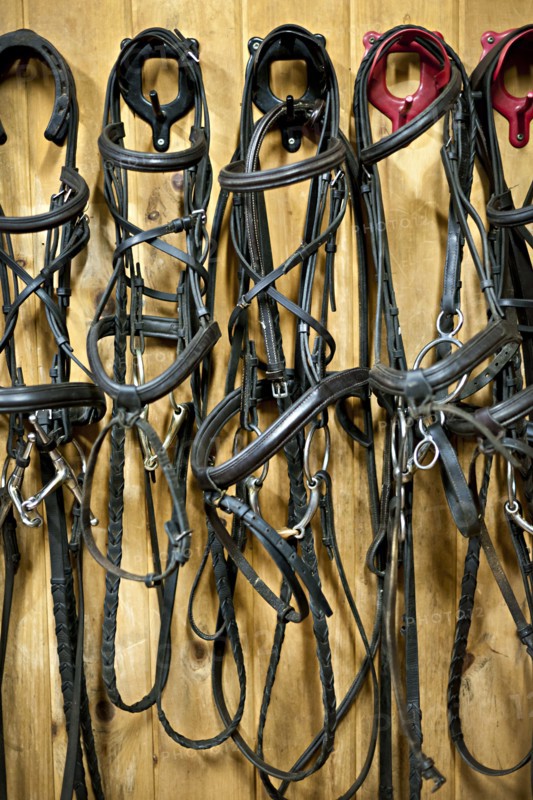 Bridles hanging in stable. Photo: Elena Elisseeva