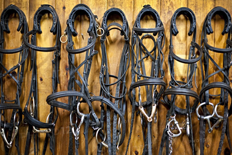 Bridles hanging in stable. Photo : Elena Elisseeva