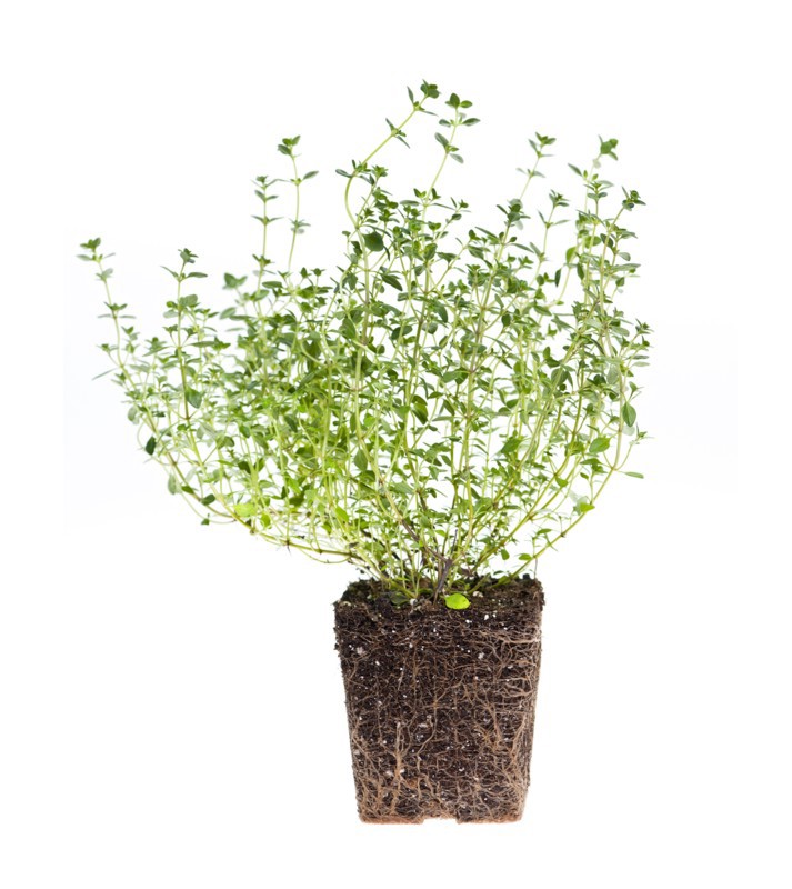 Thyme on white background. Photo: Elena Elisseeva