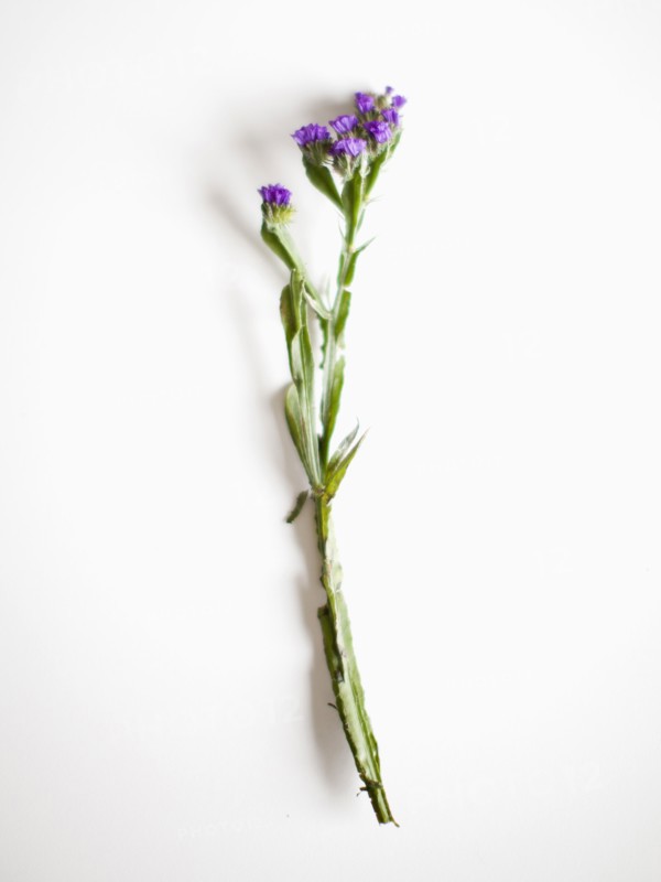 Blue flower on white background, studio shot. Photo: Jessica Peterson