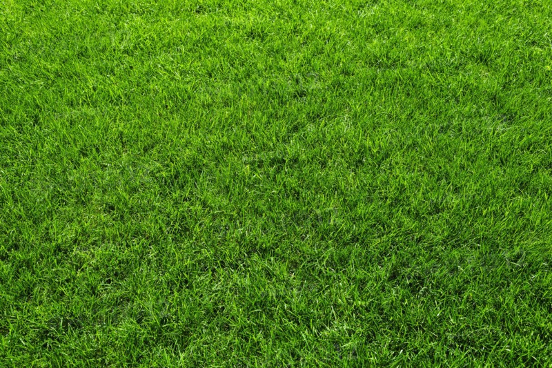 Green grass.