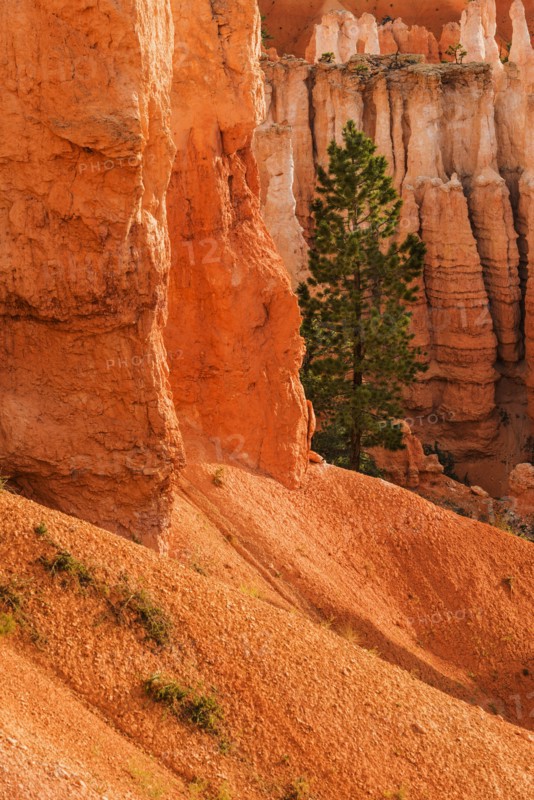 Single tree by steep cliff.