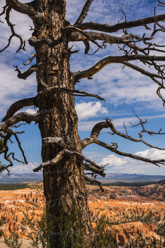 Dead tree.