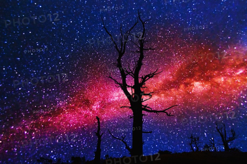 Silhouettes of dead trees against Milky Way.