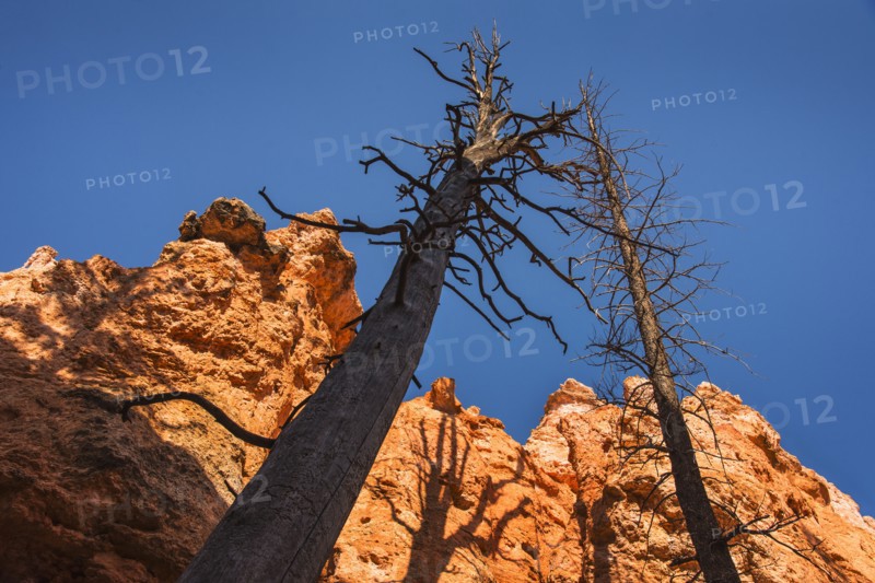 Navajo Loop Trail, Tall dead trees and rocks against clear sky.