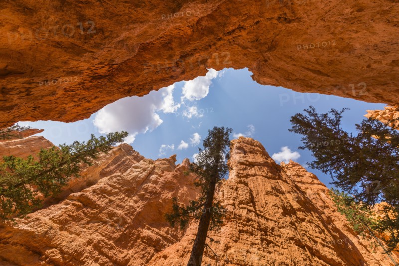 Navajo Loop Trail, Tall Pine trees.