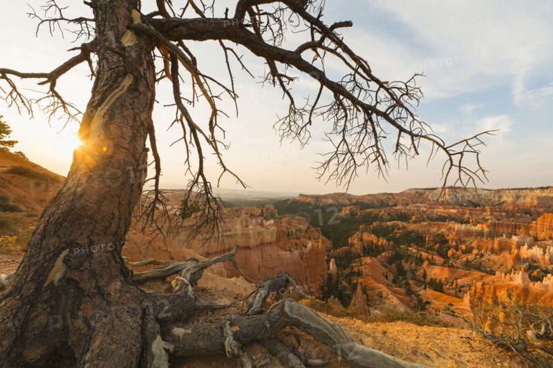 Bryce Amphitheater, Tree at the edge of canyon.