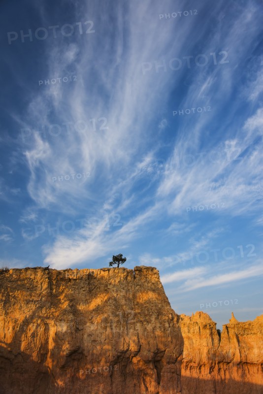 Ponderosa Pine at the edge of cliff.