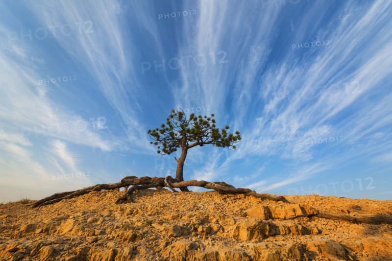 Ponderosa Pine at the edge of cliff.