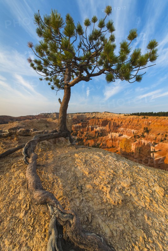 Ponderosa Pine at the edge of cliff.