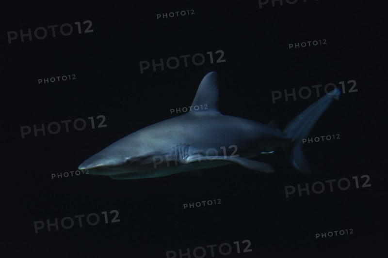 Shark in dark water.
