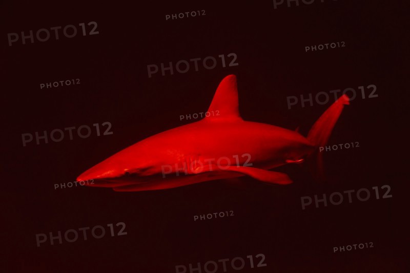 Red shark in dark water.