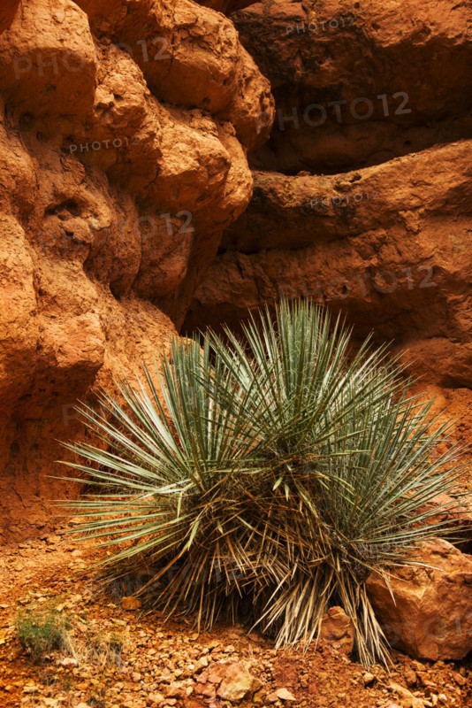 Plant and rocks.
